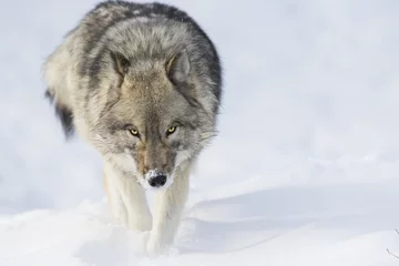 Foto auf Acrylglas Holzwolf im Winter © Mircea Costina