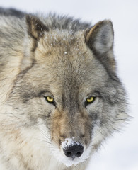 Timber wolf in winter 