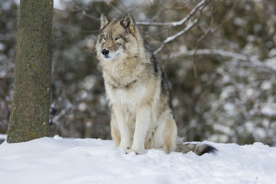 Timber wolf in winter 