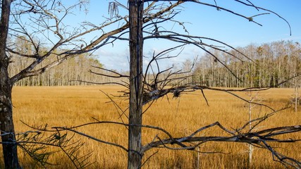 bare tree branches in swamp