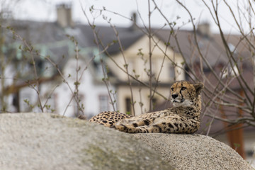 Photo of cheetah
