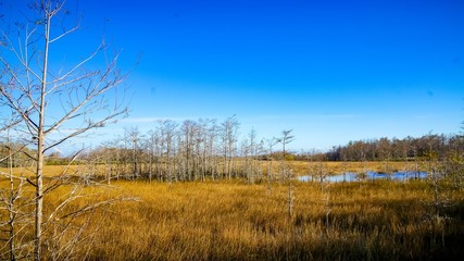 Obraz premium winter cypress swamp and trees