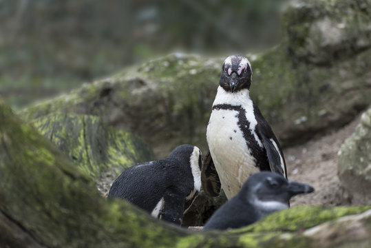 photos of a penguin