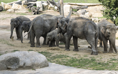 Family of Asian elephants (Elephas maximus), females with cubs