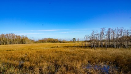 winter in cypress swamp