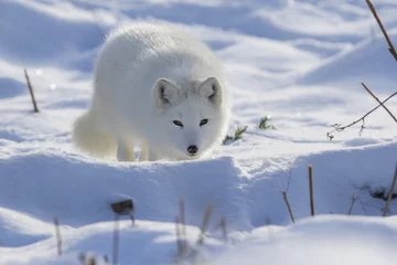 Fotobehang Poolvos arctic fox in winter