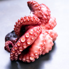 Boiled octopus on metal background with copy space. Square crop