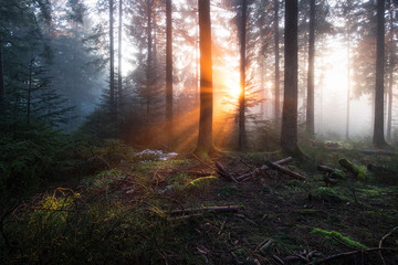 Obraz premium mystische Lichtstimmung im Schwarzwald