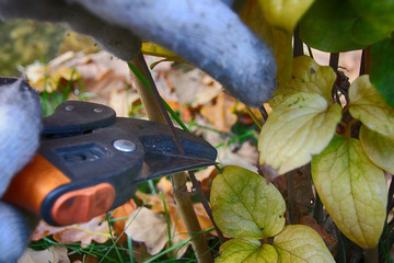 Pruning hybrid cultivar Jackman's clematis (Clematis x jackmanii) of group 3 in the autumn garden - obrazy, fototapety, plakaty