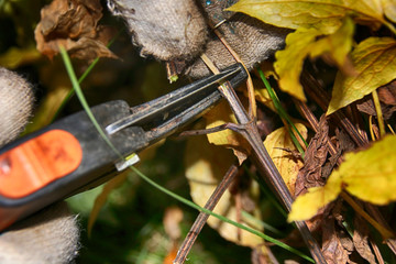 Pruning hybrid cultivar Jackman's clematis (Clematis x jackmanii) of group 3 in the autumn garden