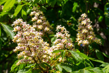 Blossoming branches of chestnut tree (Aesculus hippocastanum)