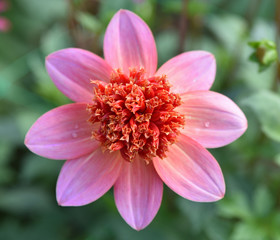Fototapeta premium Dahlia rose à fleur simple