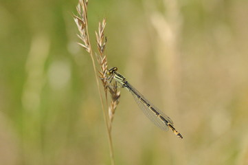 braune Libelle auf Sommerwiese