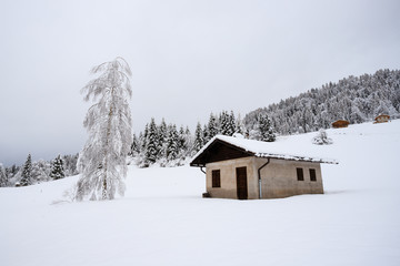 paesaggio invernale in Val Canali, nel parco naturale di Paneveggio - Trentino