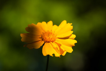 Sunlit Coreopsis Flower