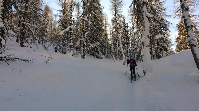 Ski mountaineering in a forest