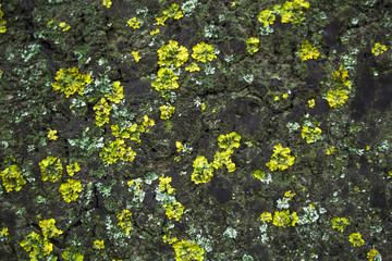 Yellow moss on old black resin.