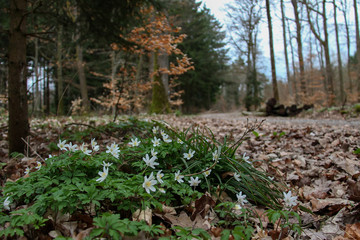 Anemone nemorosa flower in the forest in the sunny day