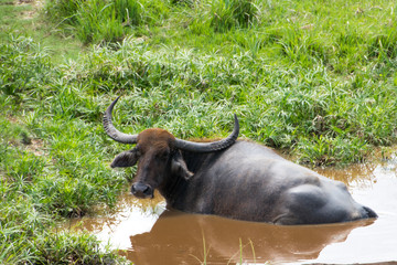 Wasserbüffel liegen im braunen Schlamm im Nationalpark