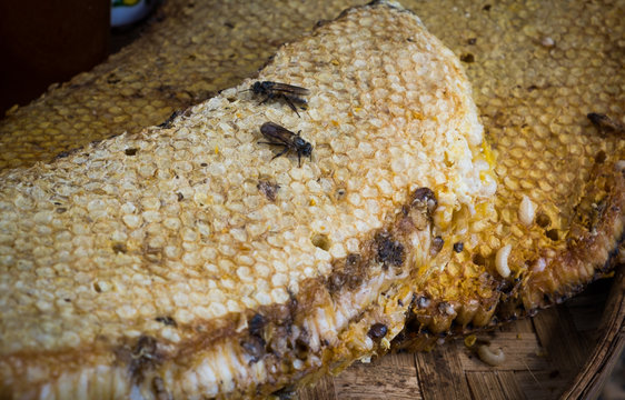 Honey comb with bee larvae