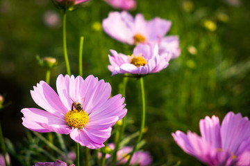 Pink Mexican Aster with bee in the garden © Sitthikorn