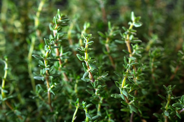 Fresh organic Thyme