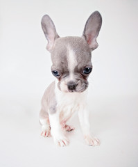 photo of a cute french bulldog puppy studio shot on an isolated white background