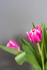 Pink tulips on gray background