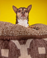 wide angle shot of a cute chihuahua giving the stink eye while sitting on a pet bed on an isolated yellow background