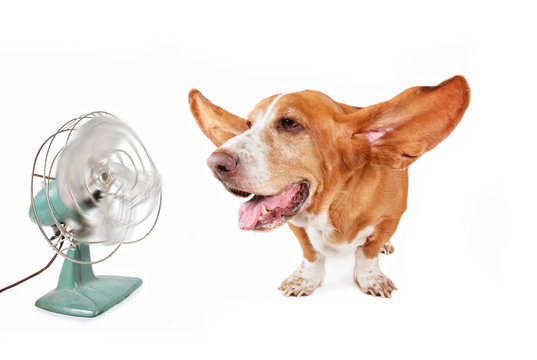 funny basset hound sitting in front of an electric fan with her ears flying out and panting isolated on a white background