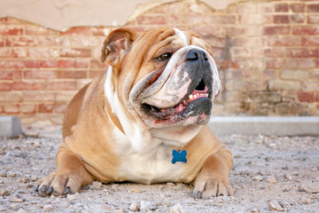 Obraz premium bulldog outside enjoying a warm summer day