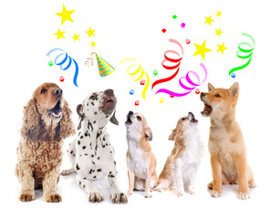 dogs howling for birthday