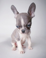 photo of a cute french bulldog puppy studio shot on an isolated white background