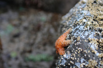Orange Starfish on Rock