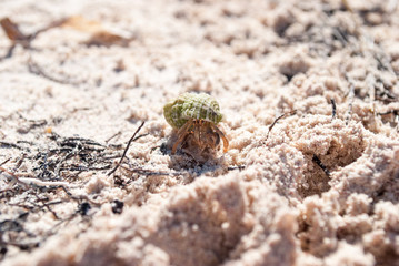 Crab in a light green shell. Shellfish on the beach hides in a shell.