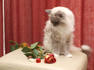 Ragdoll cat with the flower, gift and pralines - Wish