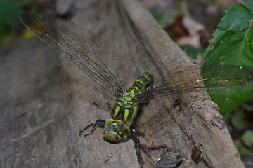 Beautiful colorful dragonfly on the piece of wood