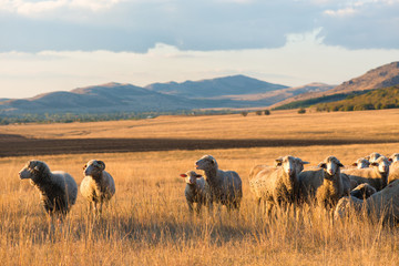 Flock of sheep at sunset
