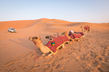 Camel ride in the desert. © Nancy Pauwels