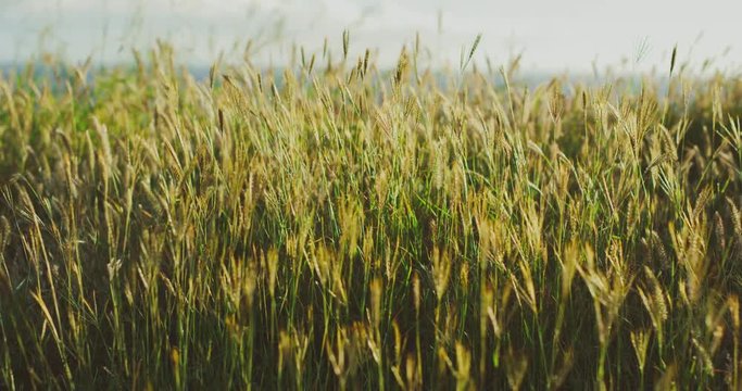 Grassy field at sunset, abstract close up