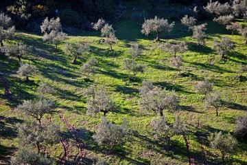 Fototapeta na wymiar Koroneiki variety olive grove in Messinia, Greece.