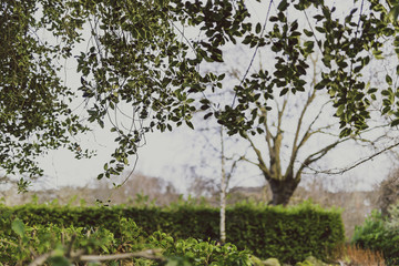detail of wintery trees and branches at the park