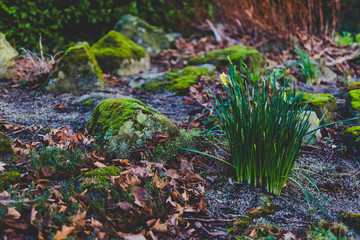 rocks covered in vibrant green moss