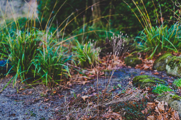 rocks covered in vibrant green moss