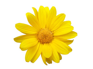 Heliopsis yellow flower isolated on white
