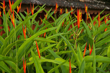 Bright orange lily flowers India