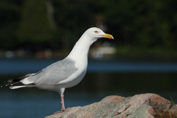 Fototapeta na wymiar Seagull on rock