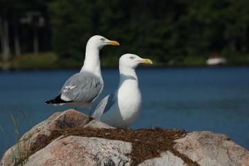 Fototapeta na wymiar Close Up of Seagulls