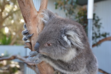koala