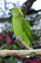 Gelbscheitelamazone (Amazona ochrocephala) - yellow-crowned amazon © bennytrapp